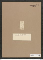 Synedra sp. (de-Toni-Nr.: Genus 66, Species 791 ?) Zeichnungen Sammlung Grunow Nr. 5417 (NHMW-BOT-W0373853)